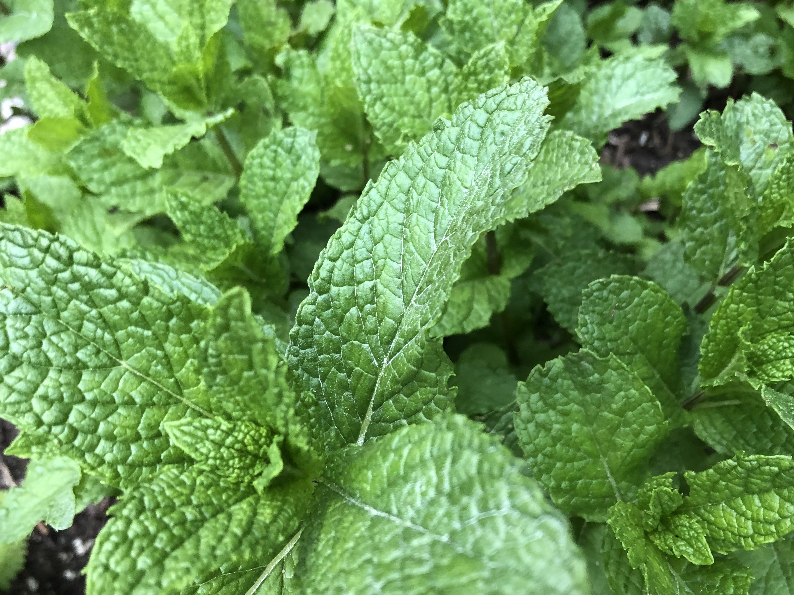 Spring Green Cleaning