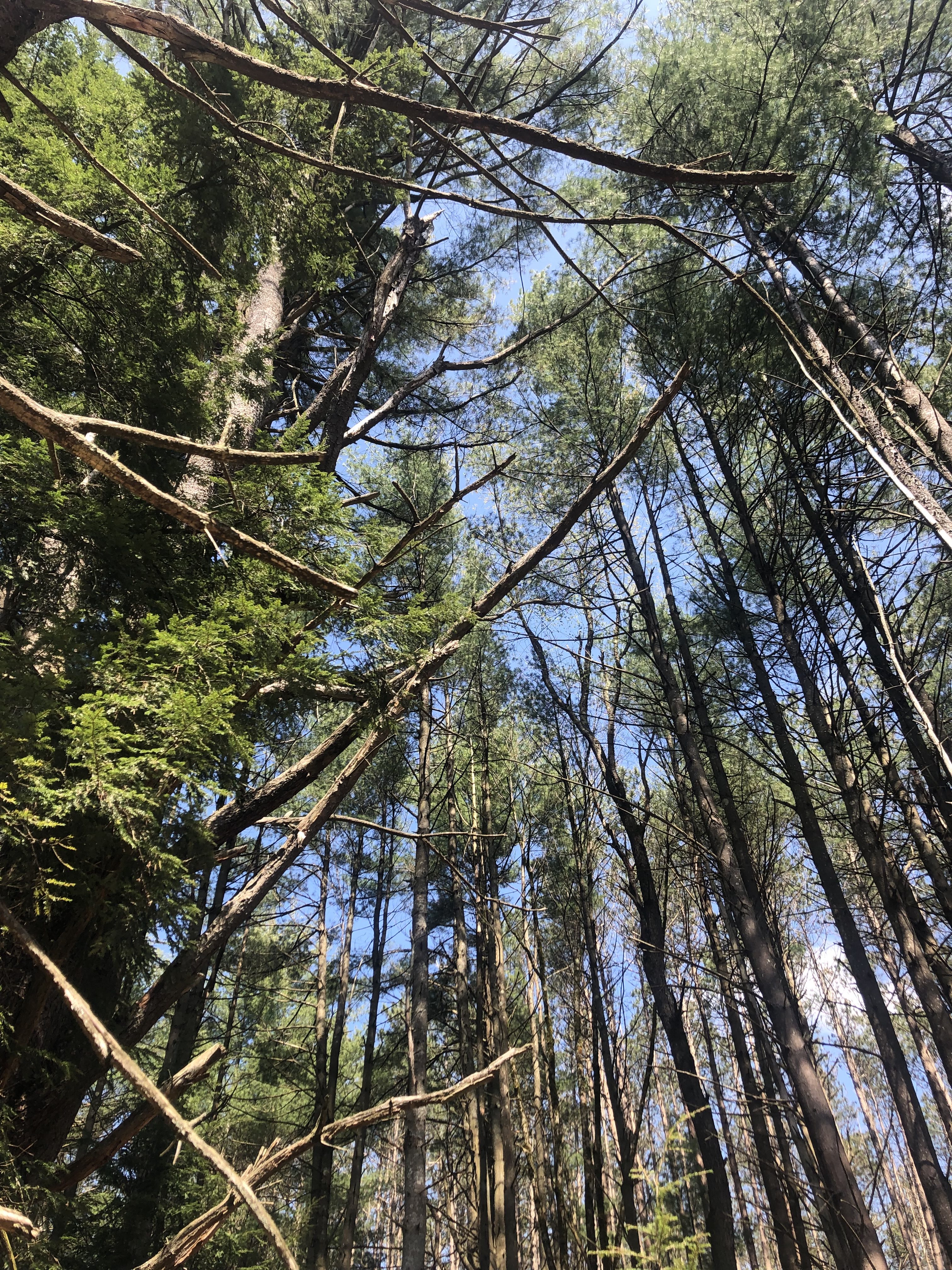 Forest bathing and Grounding, how spending time in the woods can improve health